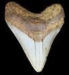 Megalodon Tooth - North Carolina #59071-1